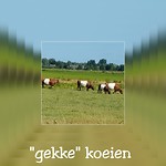 Gekke koeien