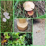 Flora en Fauna