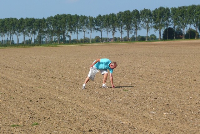 Aardappels rapen