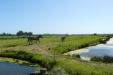 Marais d'Olonne