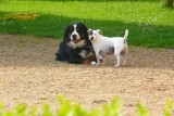 B&B honden