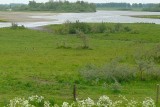 Een broedparadijs voor watervogels
