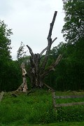 De grootste Beuk van Munsterland, aan het afsterven op natuurlijke wijze