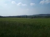 de eerste druivenstokken