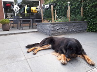 Oost, West, thuis Best