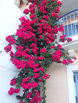 Fleurig plaatje