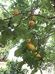 Abrikozen in "eigen" tuin