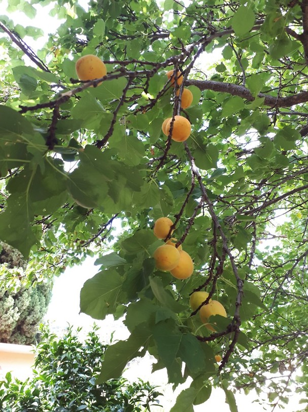 Abrikozen in "eigen" tuin