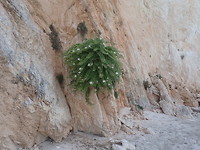 Plant met bloemen uit de rotswand!