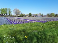 Brabantse lavendelvelden