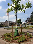 Een stop onderweg. Bomen met waterzak.