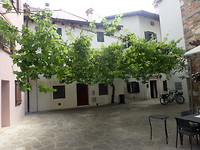 Druif als parasol