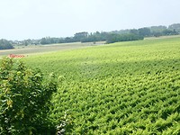 Veel druiven onderweg en Ben