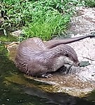 Otter