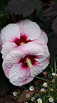 Mooie bloemen bij kruisbeeld