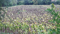 Treurig veld zonnebloemen