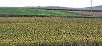Veel velden met uitgebloeide zonnebloemen onderweg