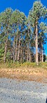 Eucalyptusbossen
