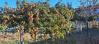 Mooie appelboom