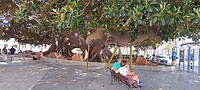 2 prachtige ficussen