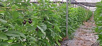 Kas met aubergines