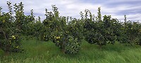 Wat voor fruitbomen zijn dit?