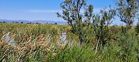 Parc Natural del Delta de L'Ebre