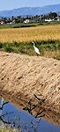 Parc Natural del Delta de L'Ebre