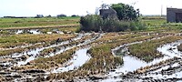 Parc Natural del Delta de L'Ebre