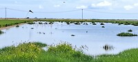 De eerste flamingo's