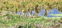 Heel veel van die prachtige ranke witte watervogels
