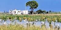 Weer een groep flamingo's verderop in de lagune van het natur parc