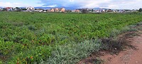 Paprika velden