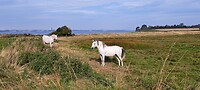 Paarden aan het Als Fjord