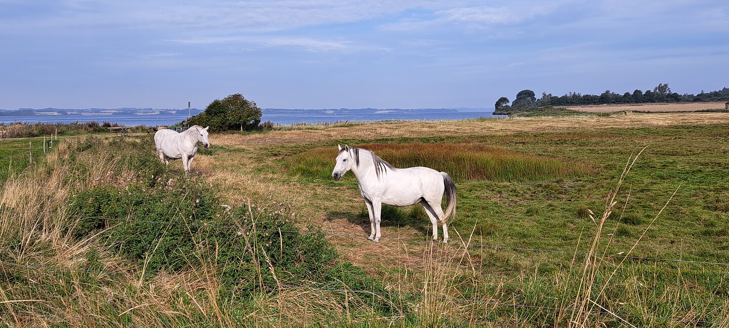 Paarden aan het Als Fjord