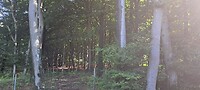 Gefilterd licht tussen de bomen
