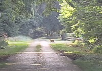 Overstekend wild