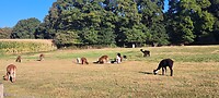 Alpaca's