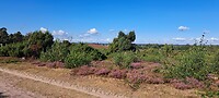 Bloeiende hei op de Lemelerberg