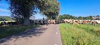 Overstekende koeien