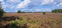 Veluwe