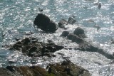 Nog meer vreemde vogels on the rocks