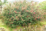 Fuchsia weelde
