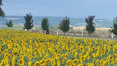 Eenzame fietser..
