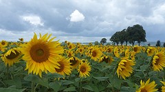Wachten op Ad was geen probleem tussen de mooie zonnebloemen.
