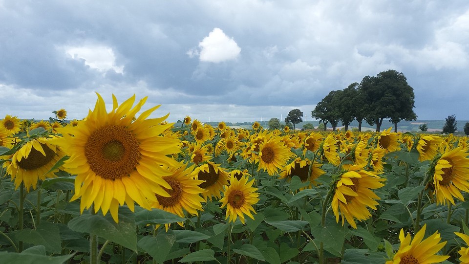Wachten op Ad was geen probleem tussen de mooie zonnebloemen.