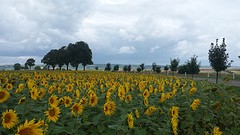 En nog meer zonnebloemen