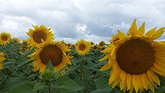 Prachtig die zonnebloemen