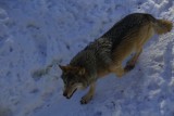 IMG_6075