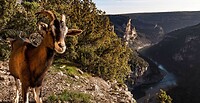 20260617 de geiten van de Gorges de l’Ardèche